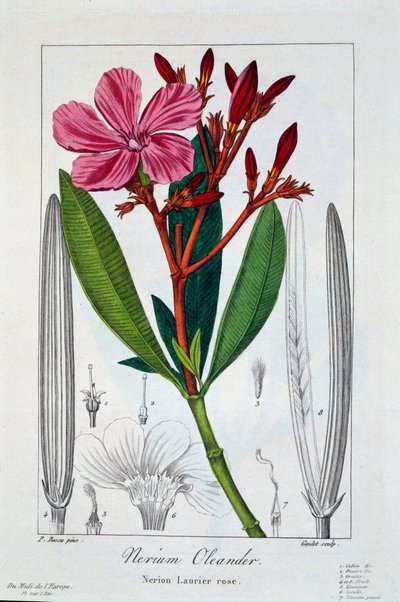Nerium oleander by Pancrace Bessa